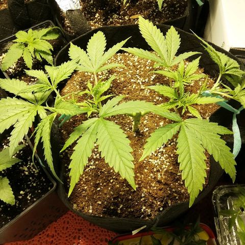 Sour Diesel #1 growlog timeline photo