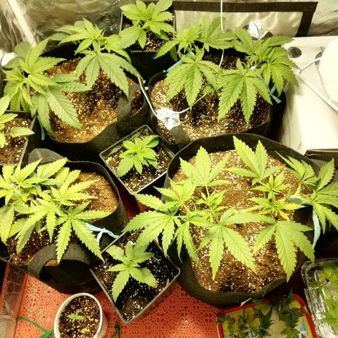 Sour Diesel #1 growlog timeline photo