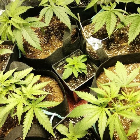 Sour Diesel #1 growlog timeline photo