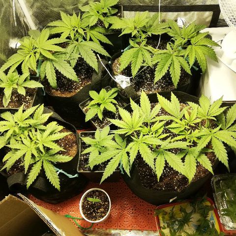 Sour Diesel #1 growlog timeline photo