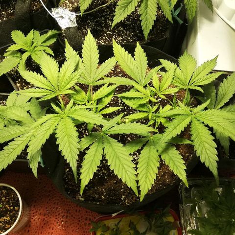 Sour Diesel #1 growlog timeline photo