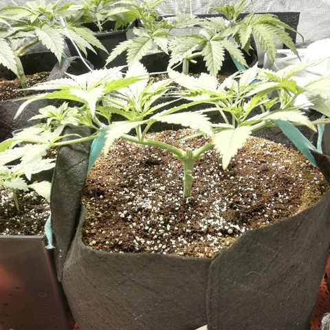 Sour Diesel #1 growlog timeline photo