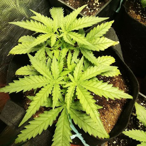 Sour Diesel #1 growlog timeline photo