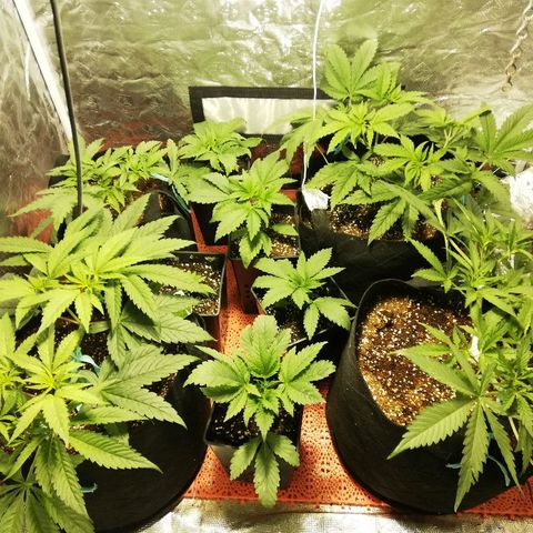 Sour Diesel #1 growlog timeline photo