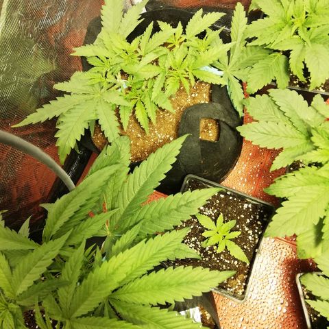 Sour Diesel #1 growlog timeline photo