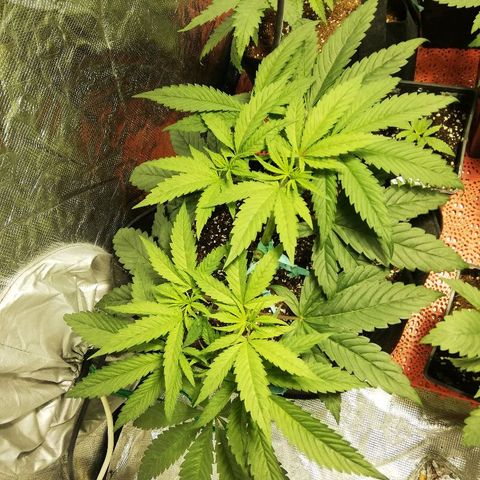 Sour Diesel #1 growlog timeline photo