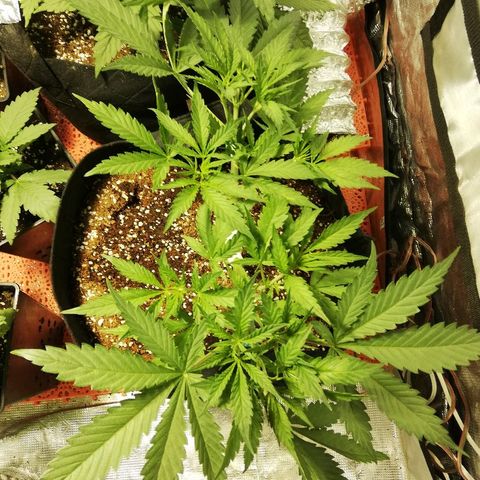 Sour Diesel #1 growlog timeline photo