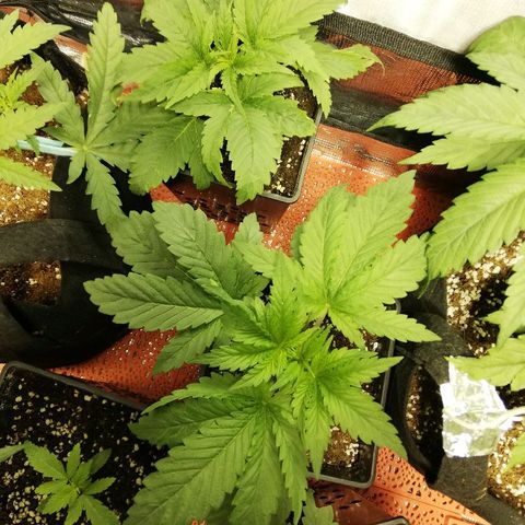Sour Diesel #1 growlog timeline photo