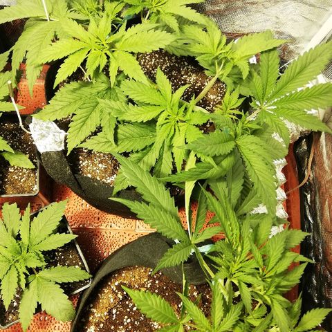 Sour Diesel #1 growlog timeline photo