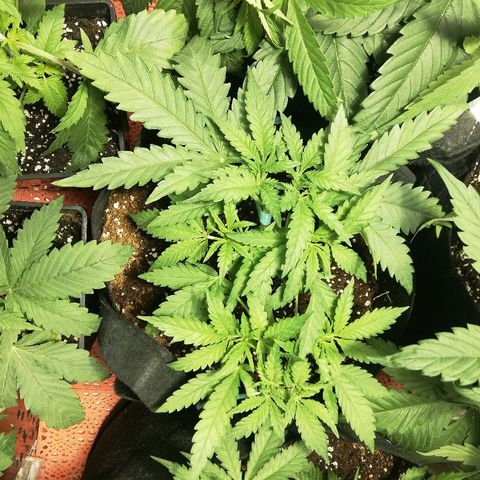 Sour Diesel #1 growlog timeline photo