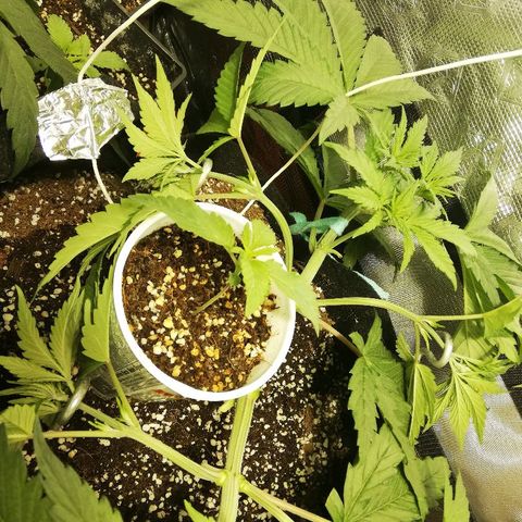 Sour Diesel #1 growlog timeline photo