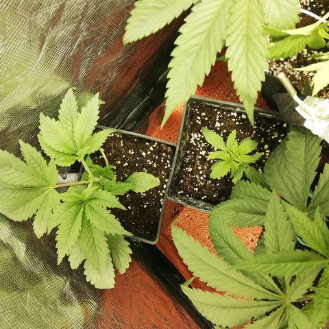 Sour Diesel #1 growlog timeline photo