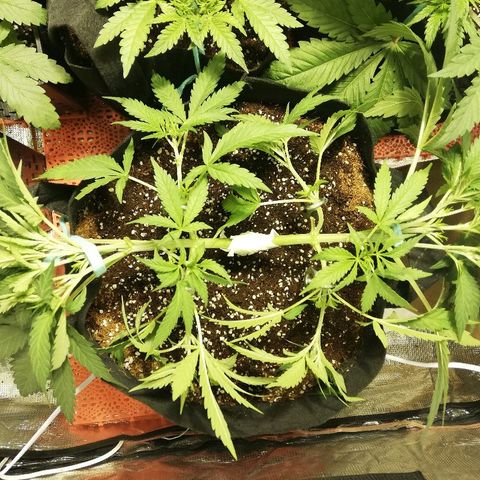 Sour Diesel #1 growlog timeline photo