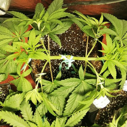 Sour Diesel #1 growlog timeline photo