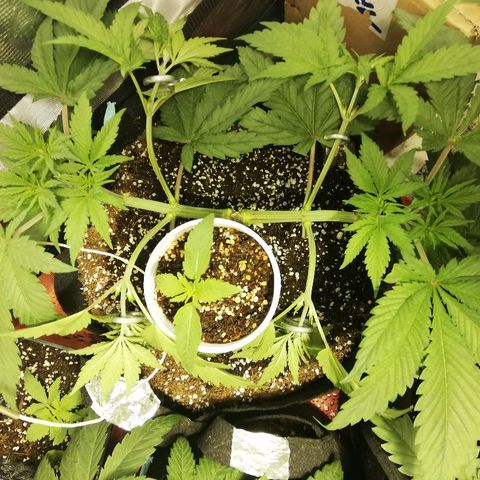 Sour Diesel #1 growlog timeline photo