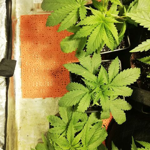 Sour Diesel #1 growlog timeline photo