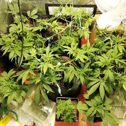 Sour Diesel #1 growlog timeline photo