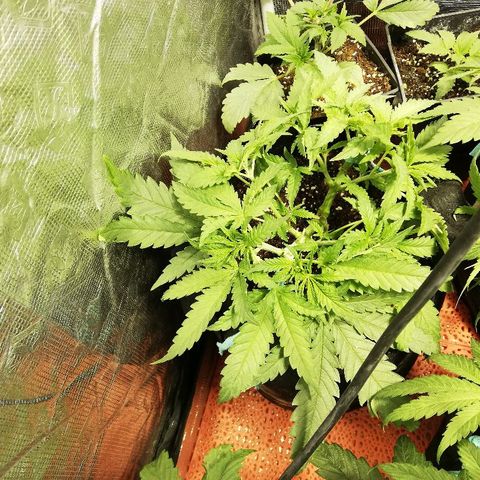 Sour Diesel #1 growlog timeline photo