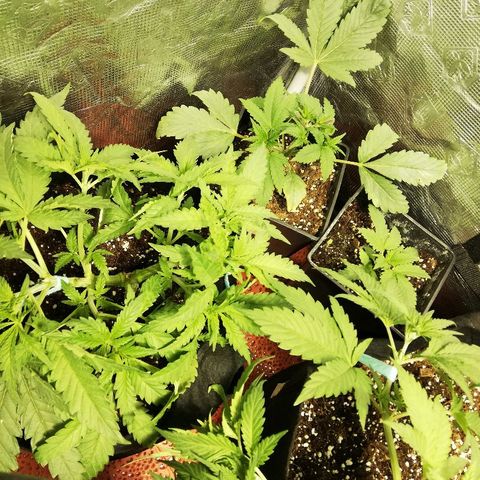 Sour Diesel #1 growlog timeline photo