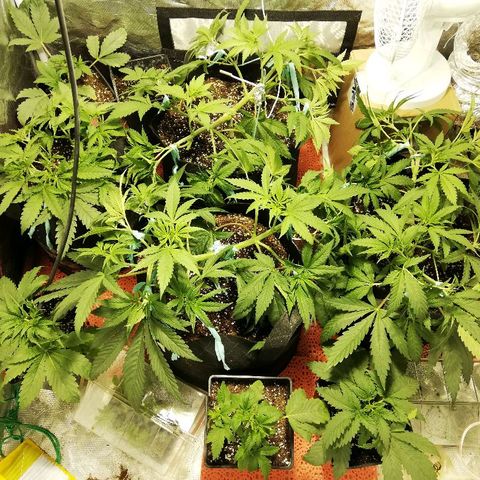 Sour Diesel #1 growlog timeline photo