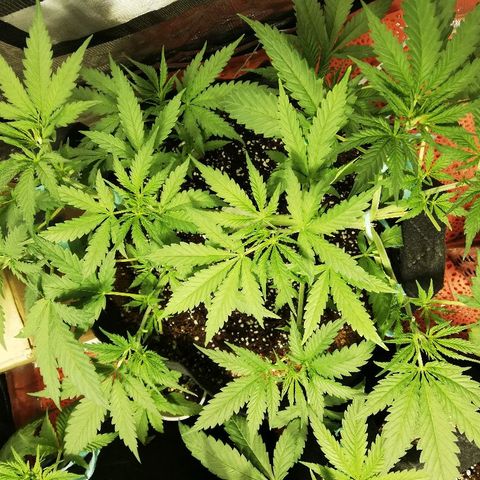 Sour Diesel #1 growlog timeline photo