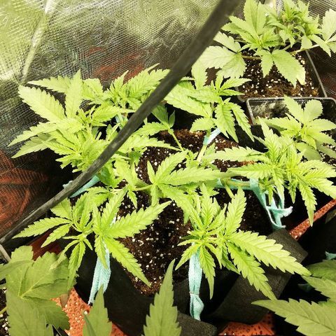 Sour Diesel #1 growlog timeline photo
