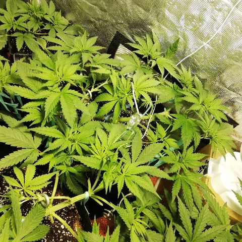 Sour Diesel #1 growlog timeline photo