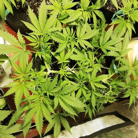 Sour Diesel #1 growlog timeline photo