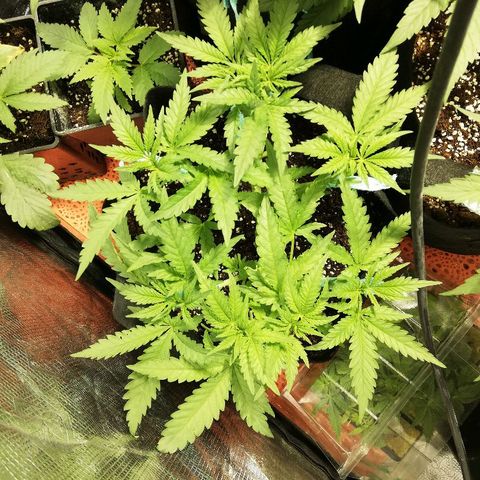 Sour Diesel #1 growlog timeline photo