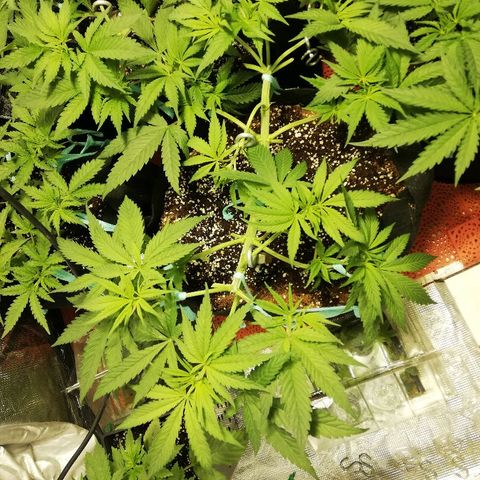 Sour Diesel #1 growlog timeline photo