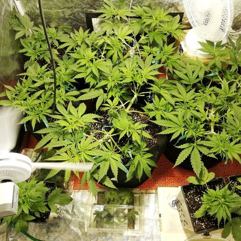 Sour Diesel #1 growlog timeline photo