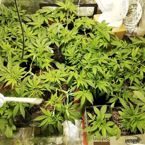 Sour Diesel #1 growlog timeline photo