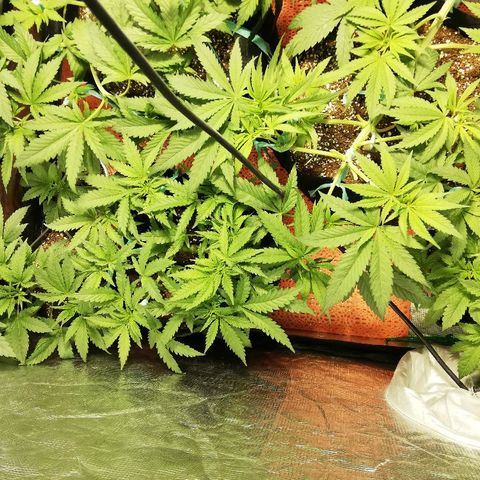 Sour Diesel #1 growlog timeline photo