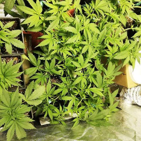 Sour Diesel #1 growlog timeline photo