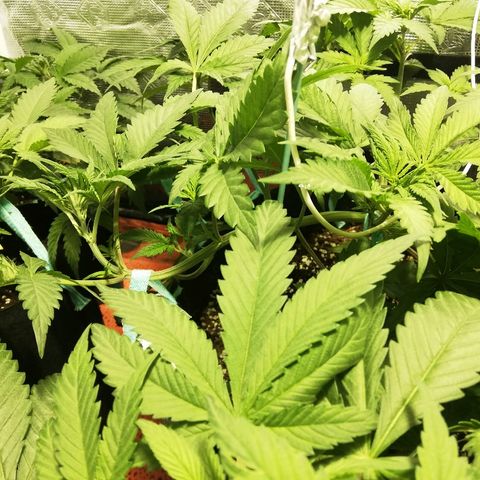 Sour Diesel #1 growlog timeline photo