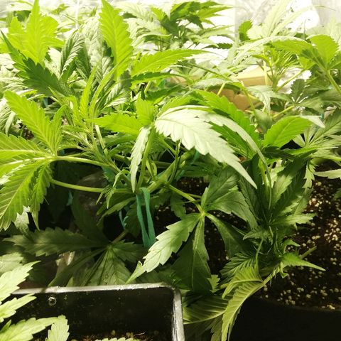 Sour Diesel #1 growlog timeline photo