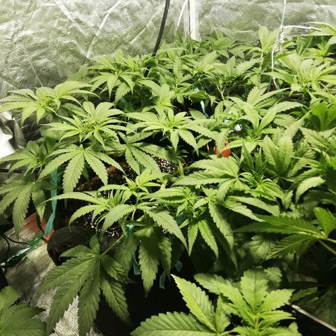 Sour Diesel #1 growlog timeline photo