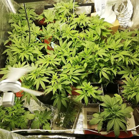 Sour Diesel #1 growlog timeline photo