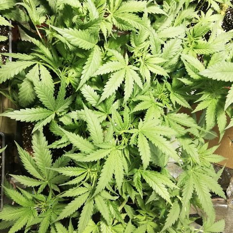Sour Diesel #1 growlog timeline photo