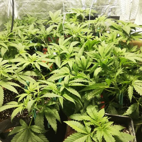 Sour Diesel #1 growlog timeline photo