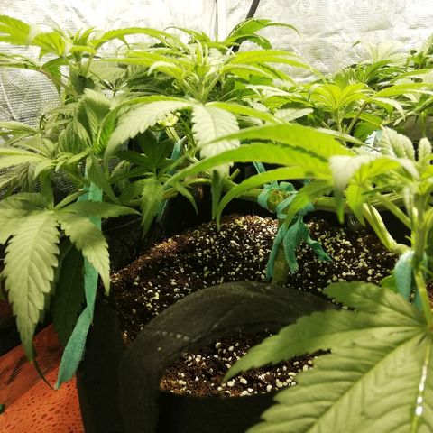 Sour Diesel #1 growlog timeline photo