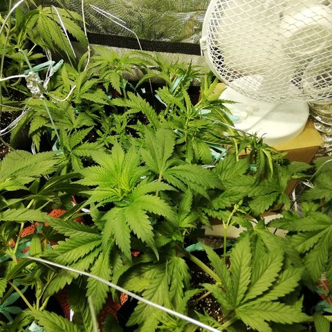 Sour Diesel #1 growlog timeline photo
