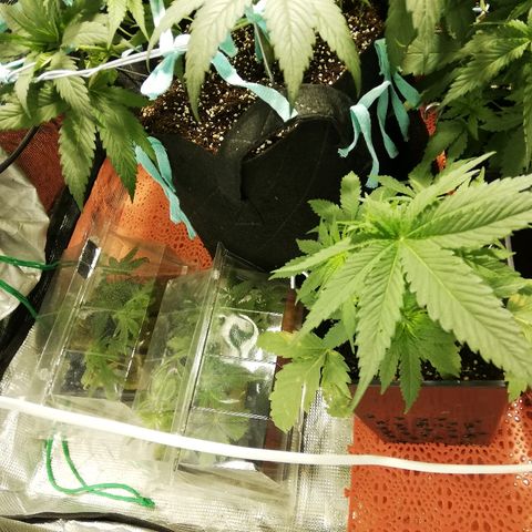Sour Diesel #1 growlog timeline photo