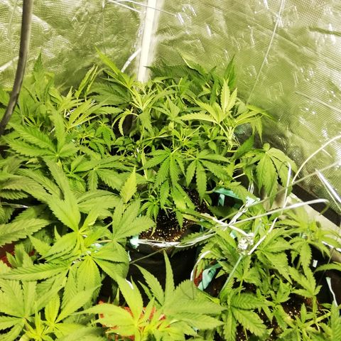 Sour Diesel #1 growlog timeline photo