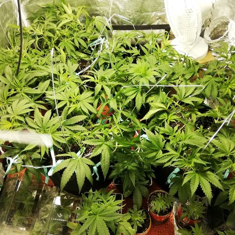 Sour Diesel #1 growlog timeline photo