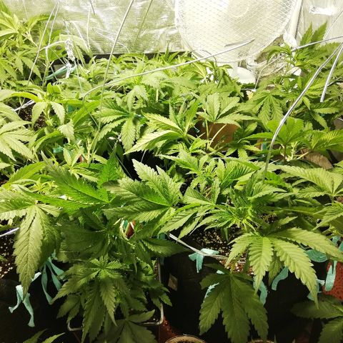 Sour Diesel #1 growlog timeline photo