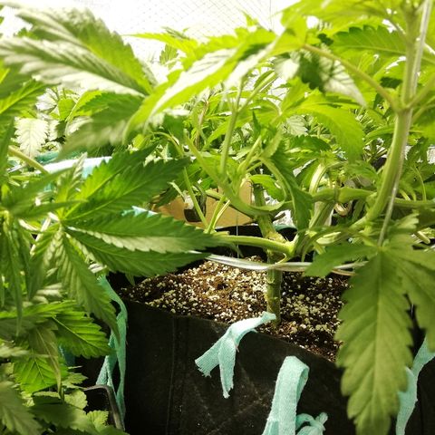 Sour Diesel #1 growlog timeline photo