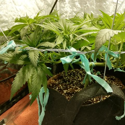 Sour Diesel #1 growlog timeline photo