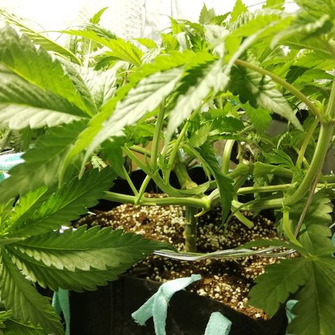 Sour Diesel #1 growlog timeline photo
