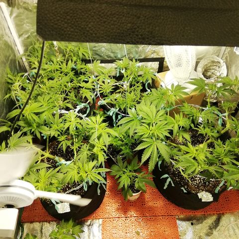 Sour Diesel #1 growlog timeline photo